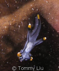This nudi is at the dark side of the moon....strobe from ... by Tommy Liu 